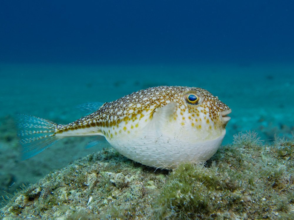 Yellow spotted pufferfish
