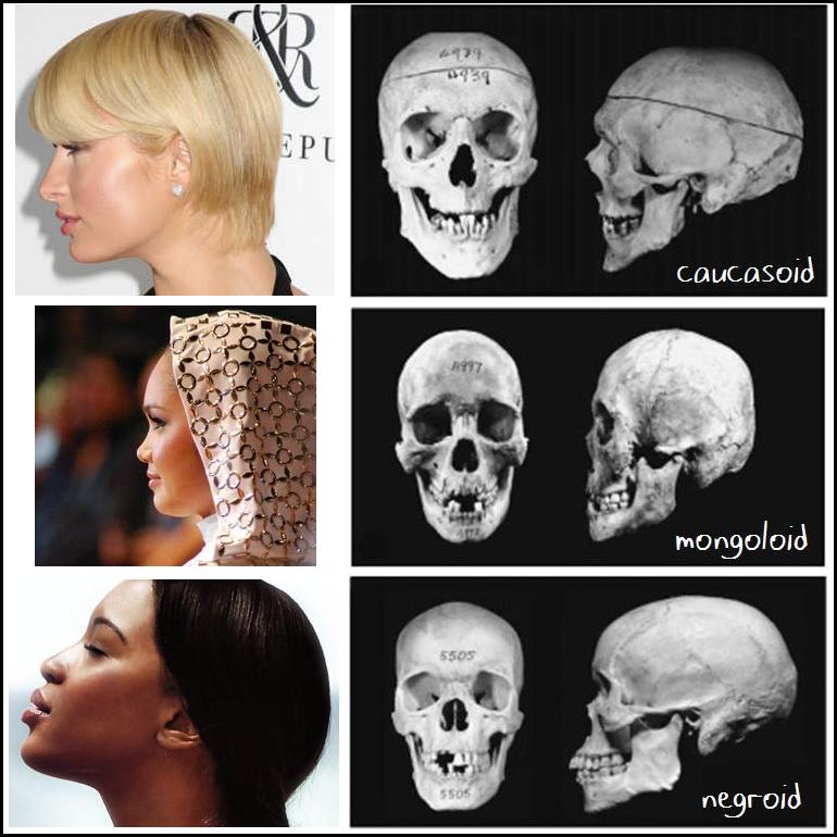 Skulls by race Skulls by race