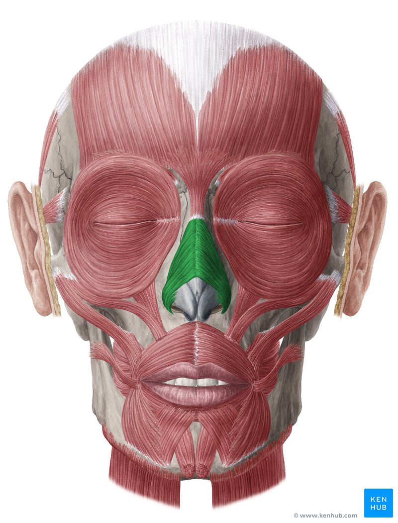 NVFoCtMR6cTl6kNezuV1Q 4XaAfjof9LNhgmWczB76g Nasalis muscle 01