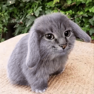 D0BAD0BED182D0BAD180D0BED0BB ezgifcom video to gif converter