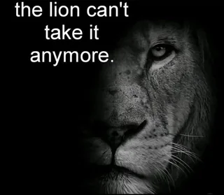 The lion cant take it anymore