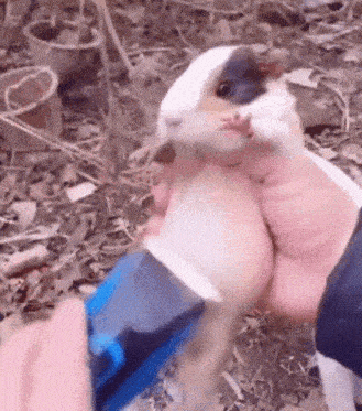 Hamster