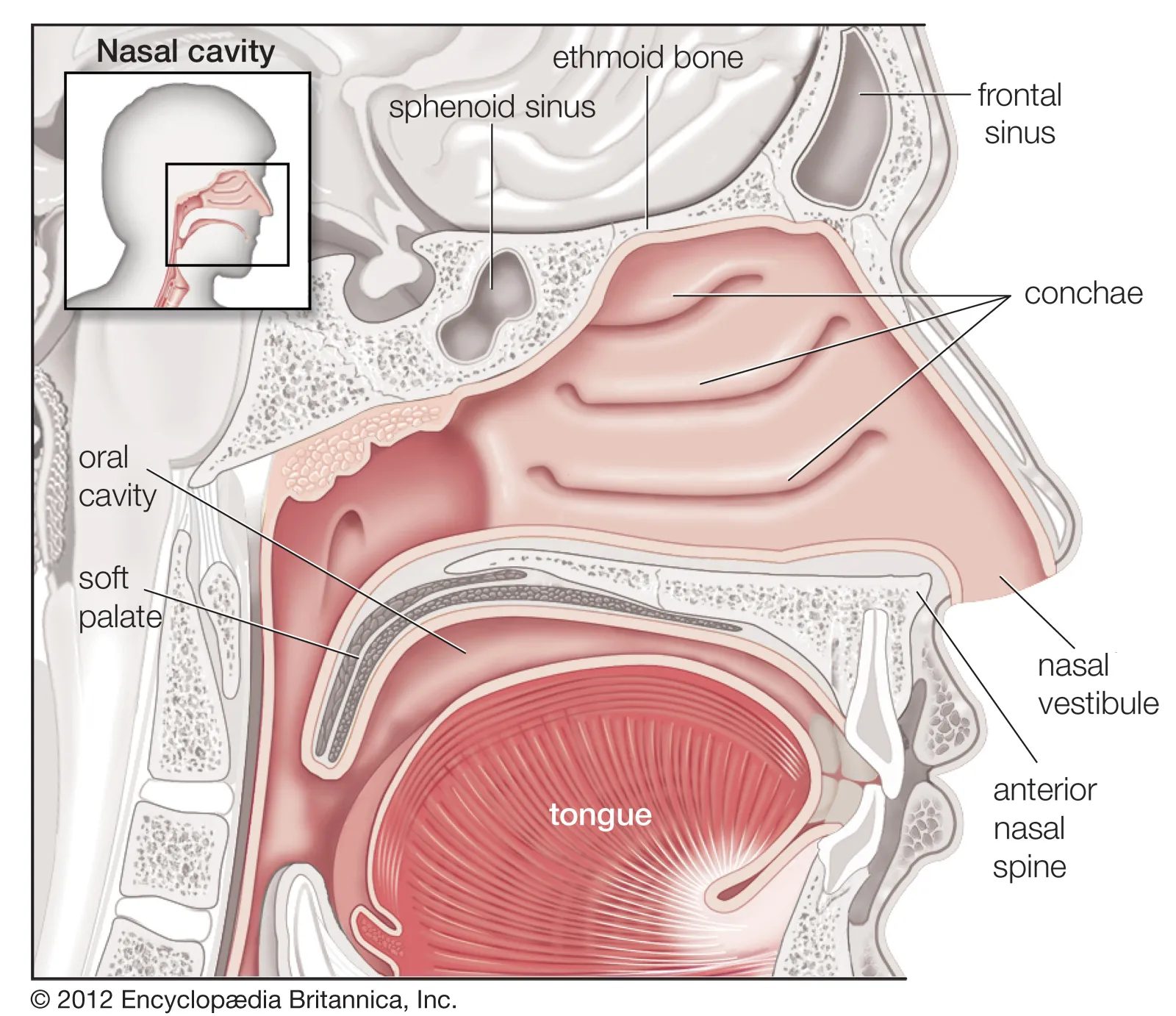Tissues airway soft palate sleep apnea