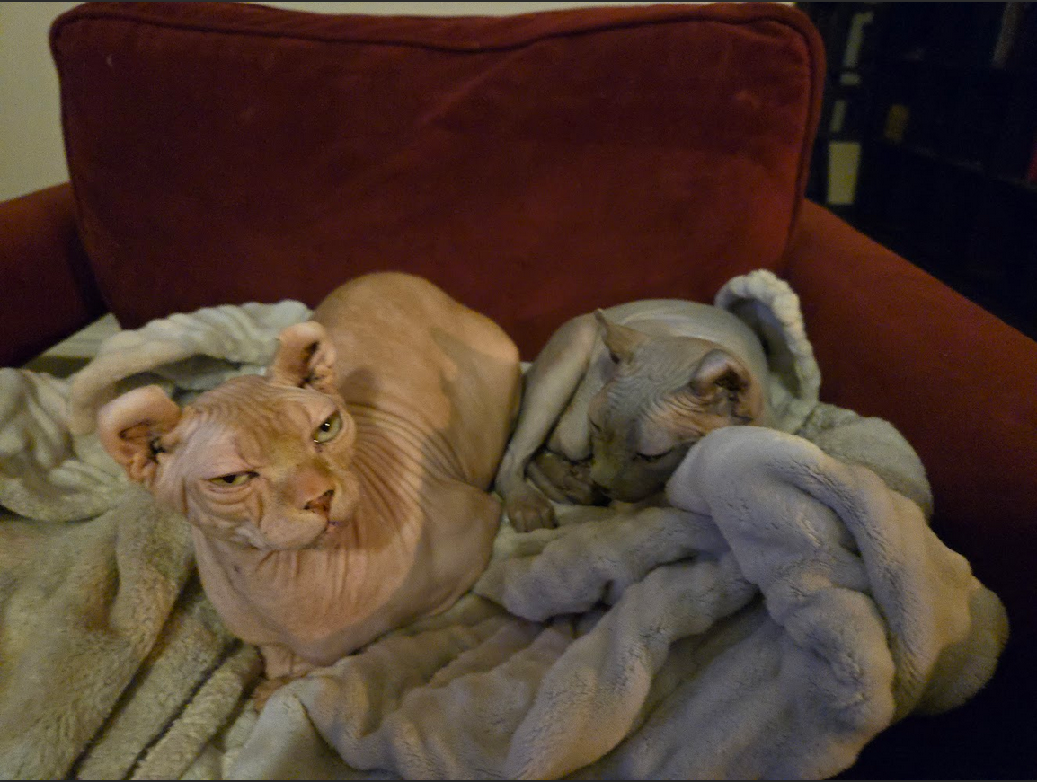 Cats