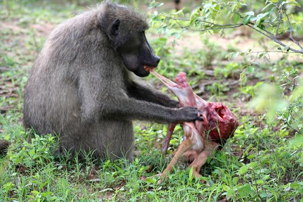 1366444645 Baboon o