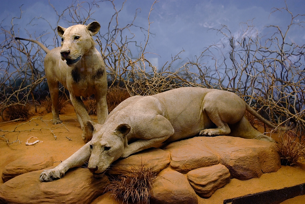Lionsoftsavo2008