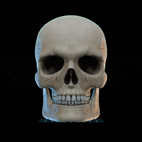 Mandible 1