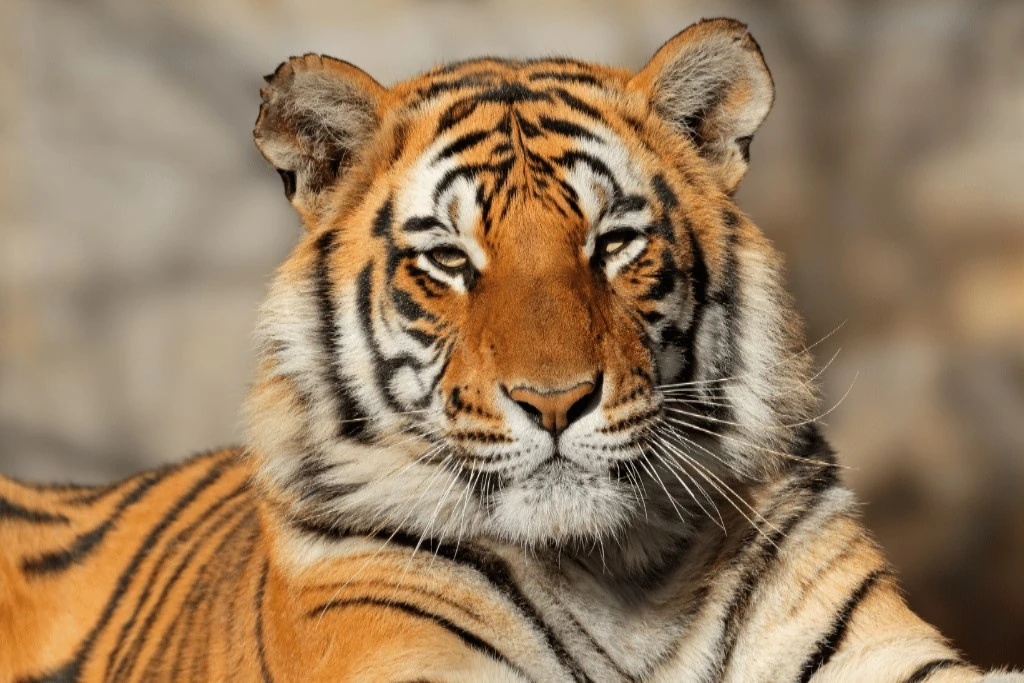 Tigerr