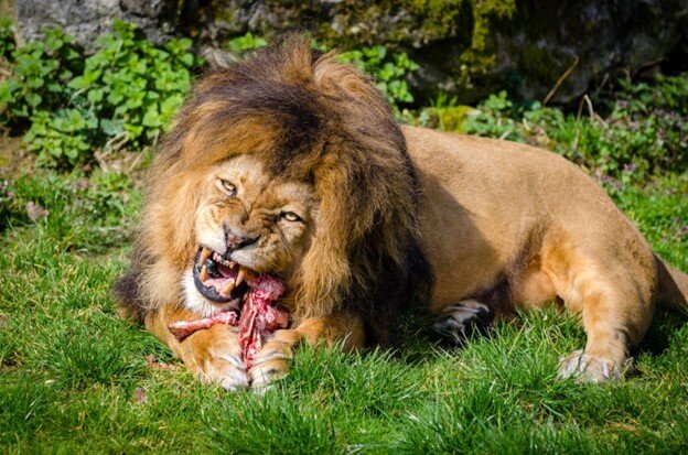 A_148_Lions1.jpg