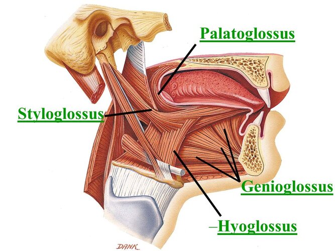Palatoglossus+Styloglossus+Genioglossus+Hyoglossus+24.jpg