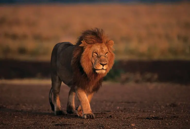 Lion Kenya Masai Mara National Reserve