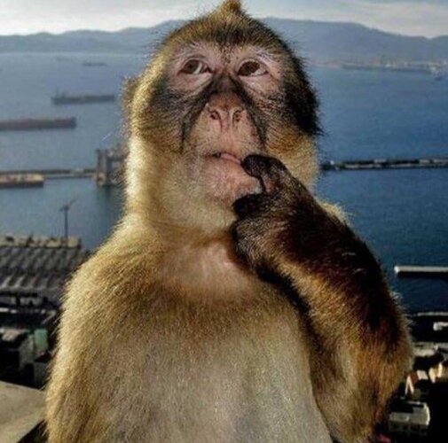 the-original-image-of-the-monkey-thinking-meme-v0-vewwqeyihbaf1.jpeg