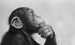MonkeyPondering
