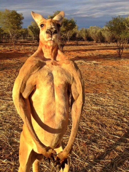 Roger the kangaroo sanctuary alice springs 2 custom e0dfceba6d2665cc8cc0daa5a57eae2bcda46ad8