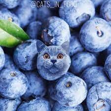 blueberry cat.jpg