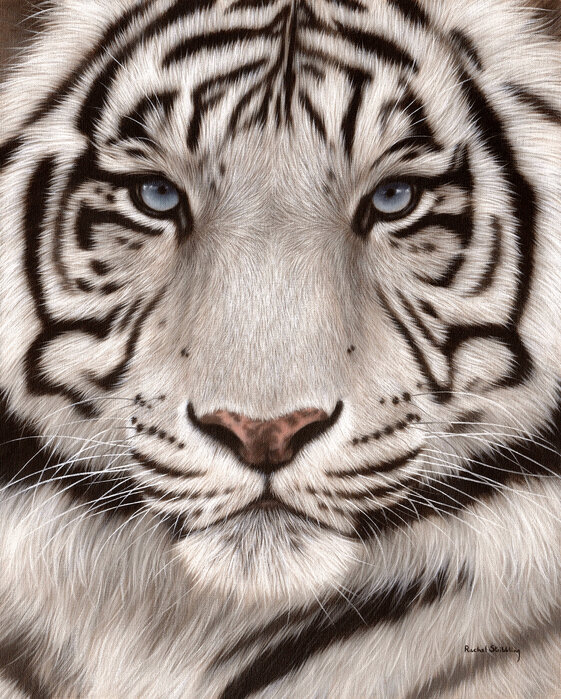White tiger face portrait