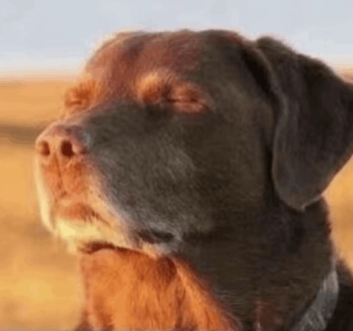 Dog meme