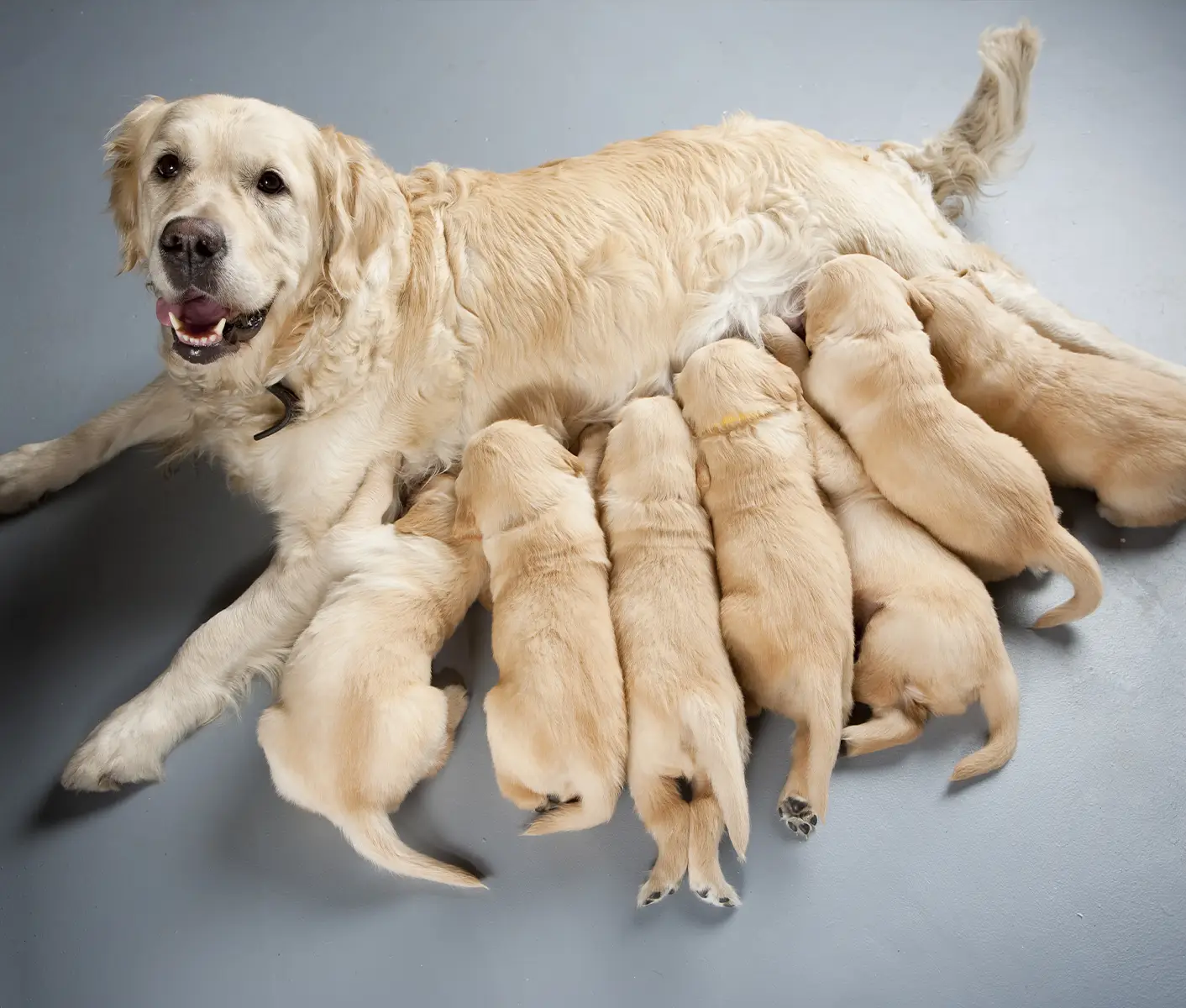 Vitamins for Breeding Female Dogs Vitamins for Breeding Female Dogs