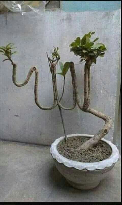 Allahs name in tree