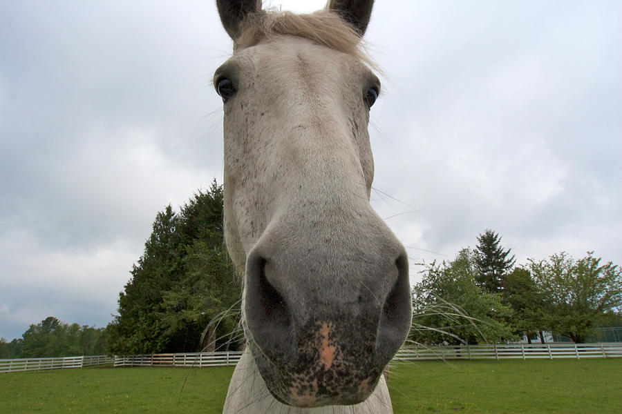 Why the long face ivan sabo