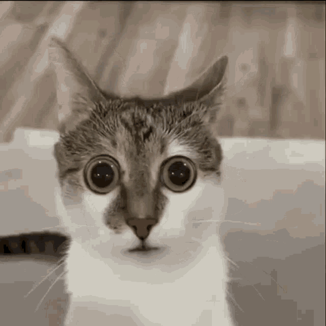 Cat looking away