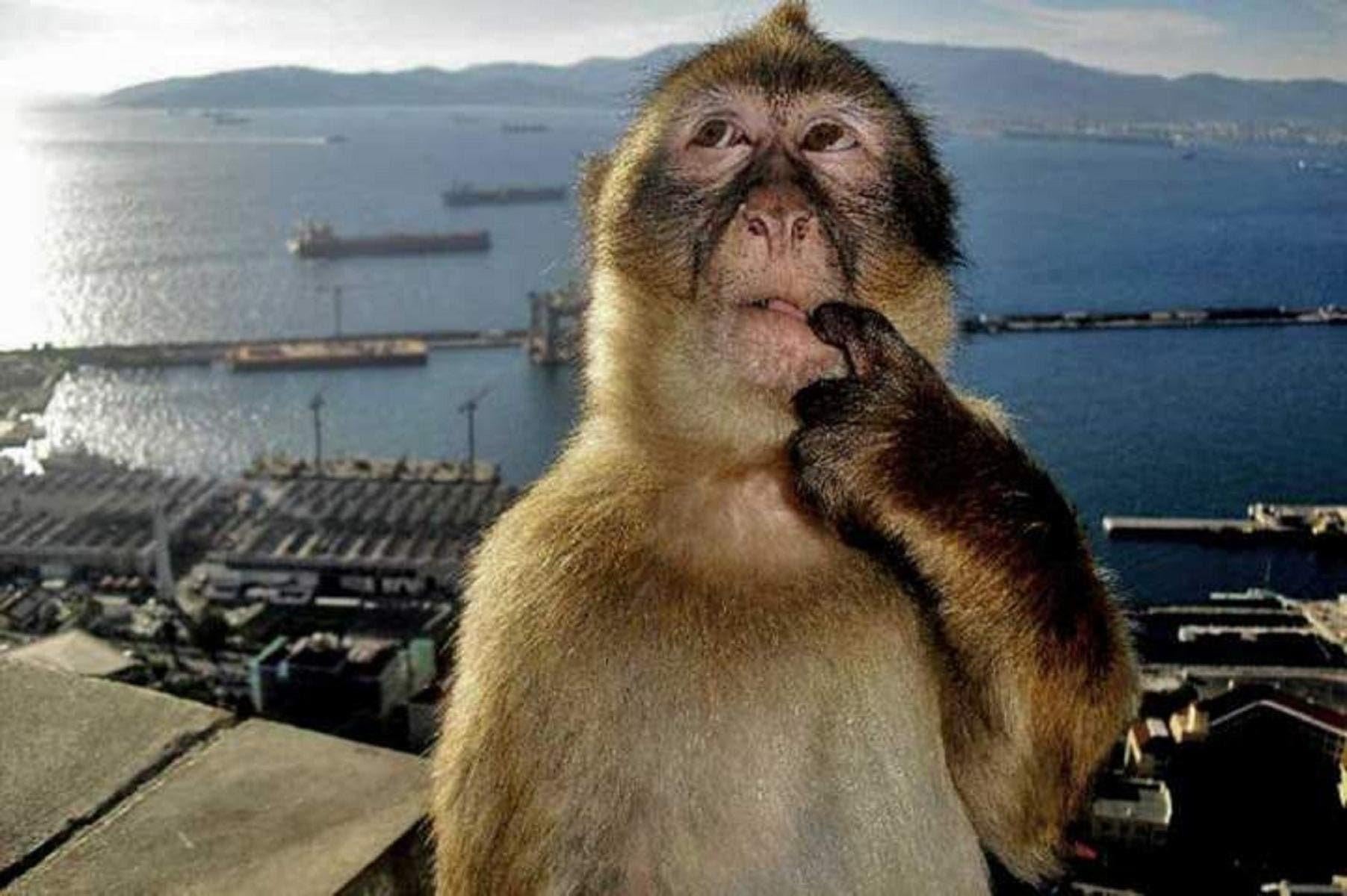 The original image of the monkey thinking meme v0 ea1hkdjnx9af1