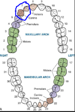 dentalarch2.PNG