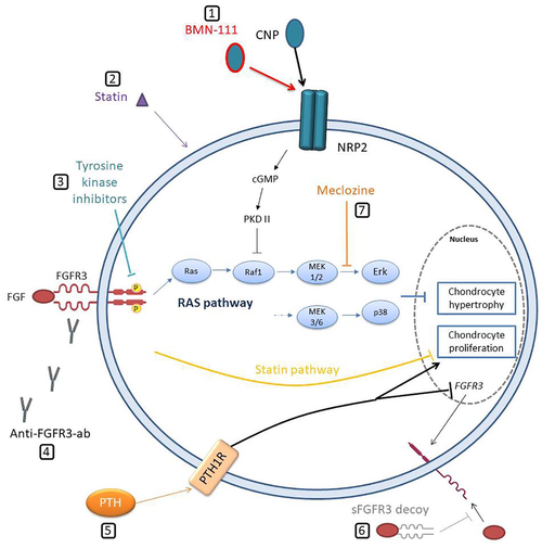 Schematic-representation-of-therapeutic-approaches-for-achondroplasia-1-Stabilized-CNP.png