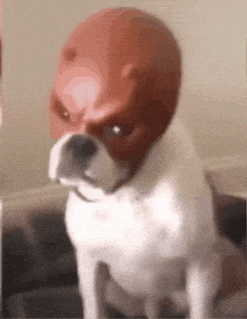 giphy-downsized-medium.gif