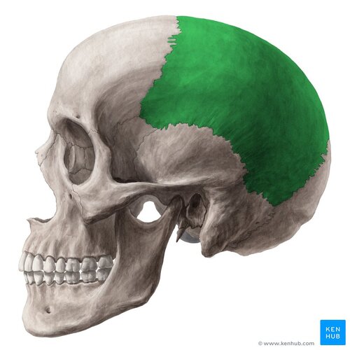CAgUkS8JcGQYF0JKSph2A Parietal bone 02