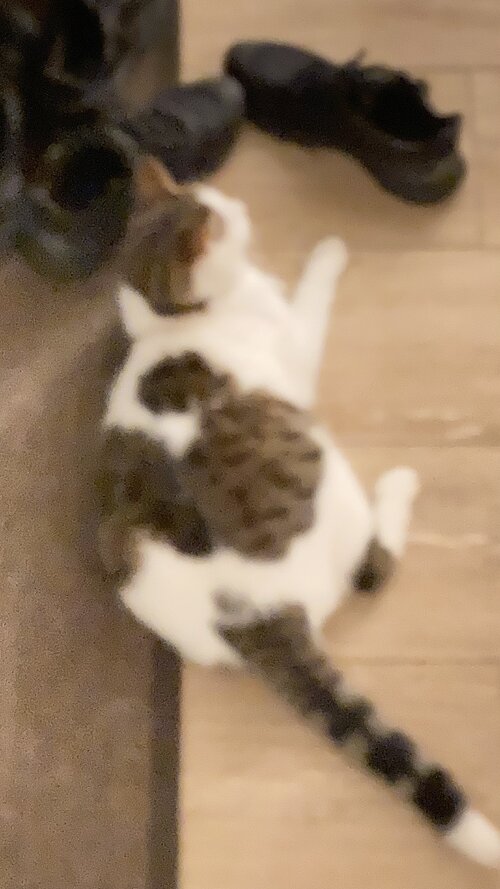 IMG_0935.jpeg