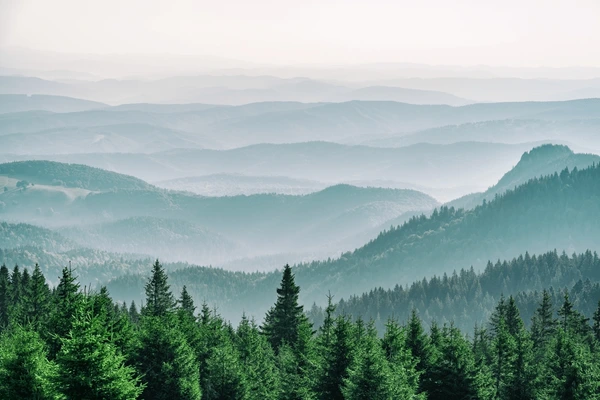 Mountain covered coniferous fir tree 600nw 2463697227
