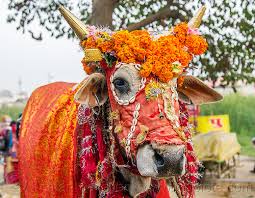 Hindu Decorated Cow - Sacred Cow
