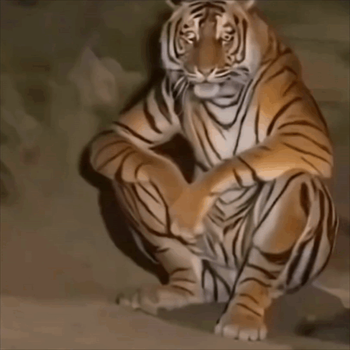 Tiger sitting tiger