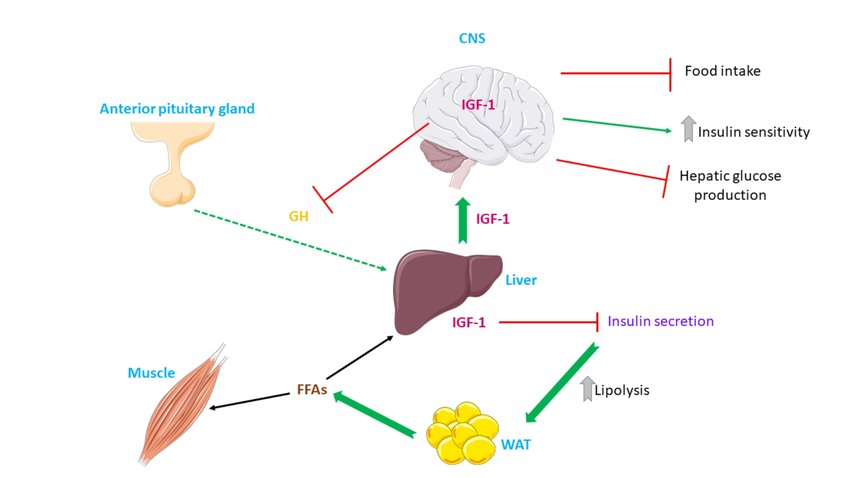 Description of the metabolic actions elicited by IGF 1 IGF 1 is released mainly from the Description of the metabolic actions elicited by IGF 1 IGF 1 is released mainly from the