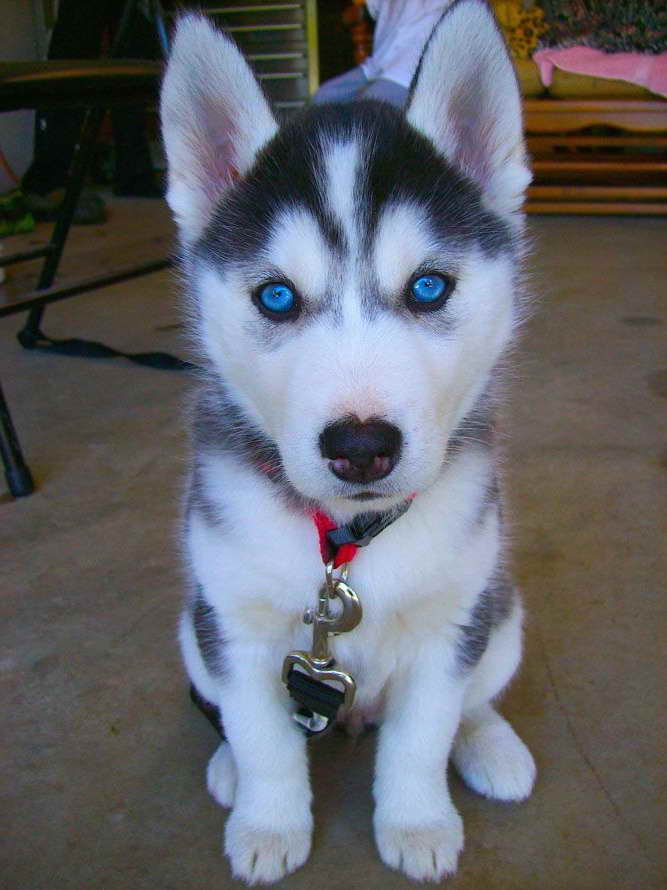 Blue eyed siberian husky puppy