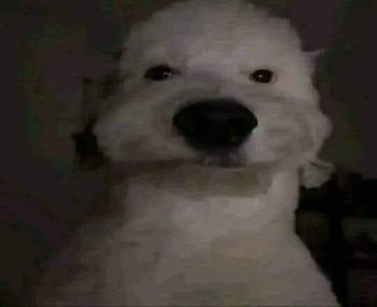1000005561