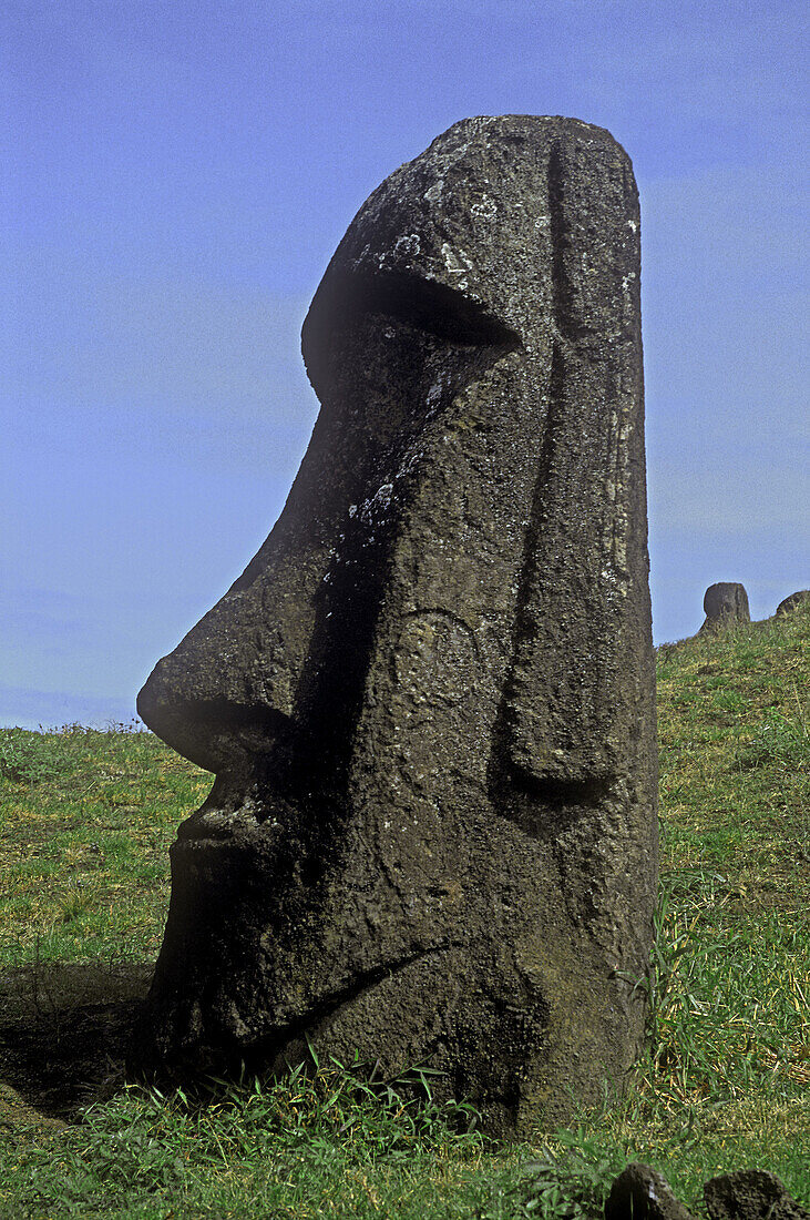 70140981 Moai statue Rano Raraku Easter Island Chile