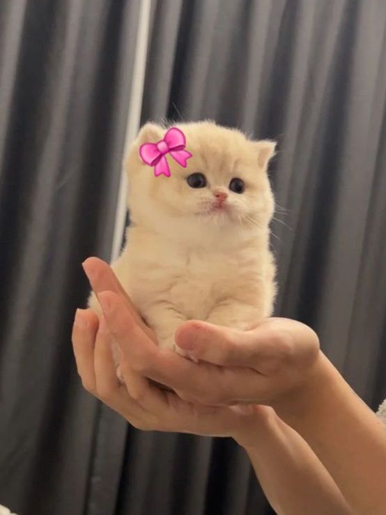 1000005621
