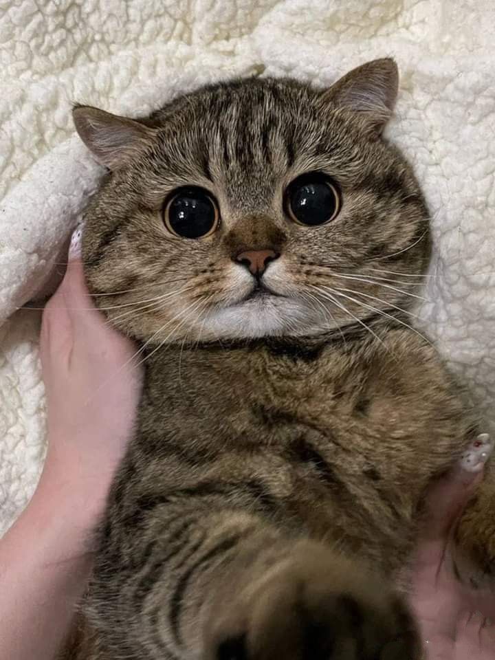 1000005636