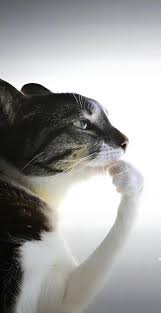 21341