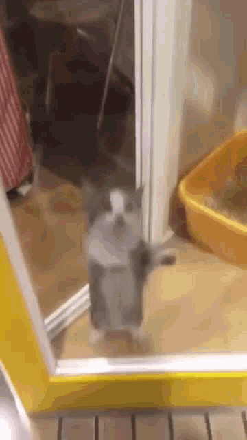 Cat cat jumping 1