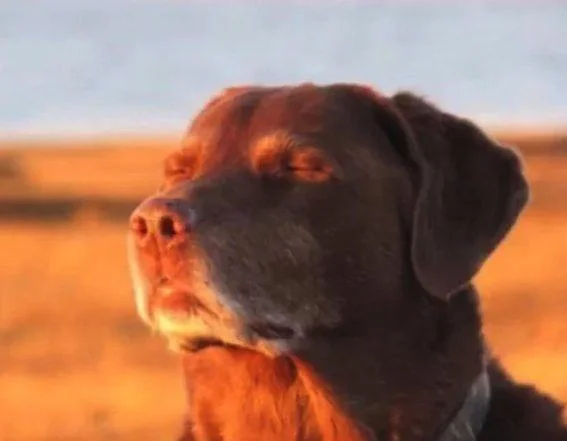 The origin of dog closing eyes meme yakuza 3 v0 txfwdc8oi2ve1