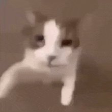 1000005613
