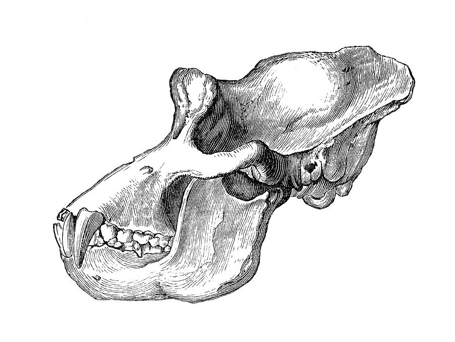 Gorilla skull science source