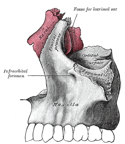 Frontal process of maxilla  Gray154