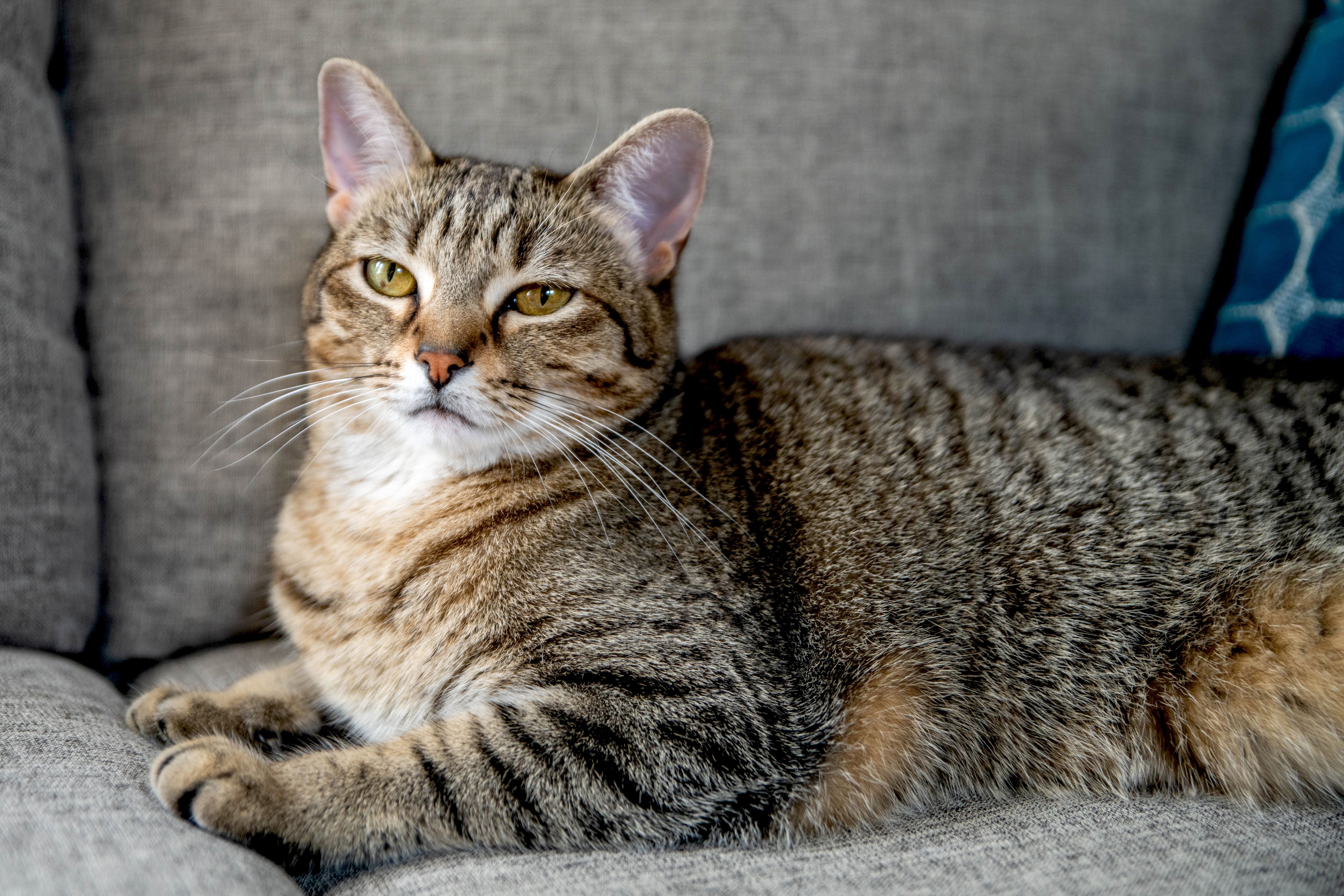 All about tabby cats 552489 hero a23a9118af8c477b914a0a1570d4f787 All about tabby cats 552489 hero a23a9118af8c477b914a0a1570d4f787