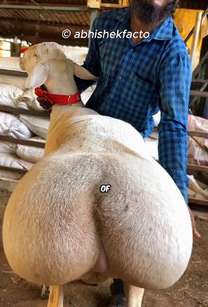 1760371365135 1760371365135