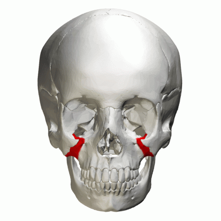 Zygomatic process of maxilla   animation01