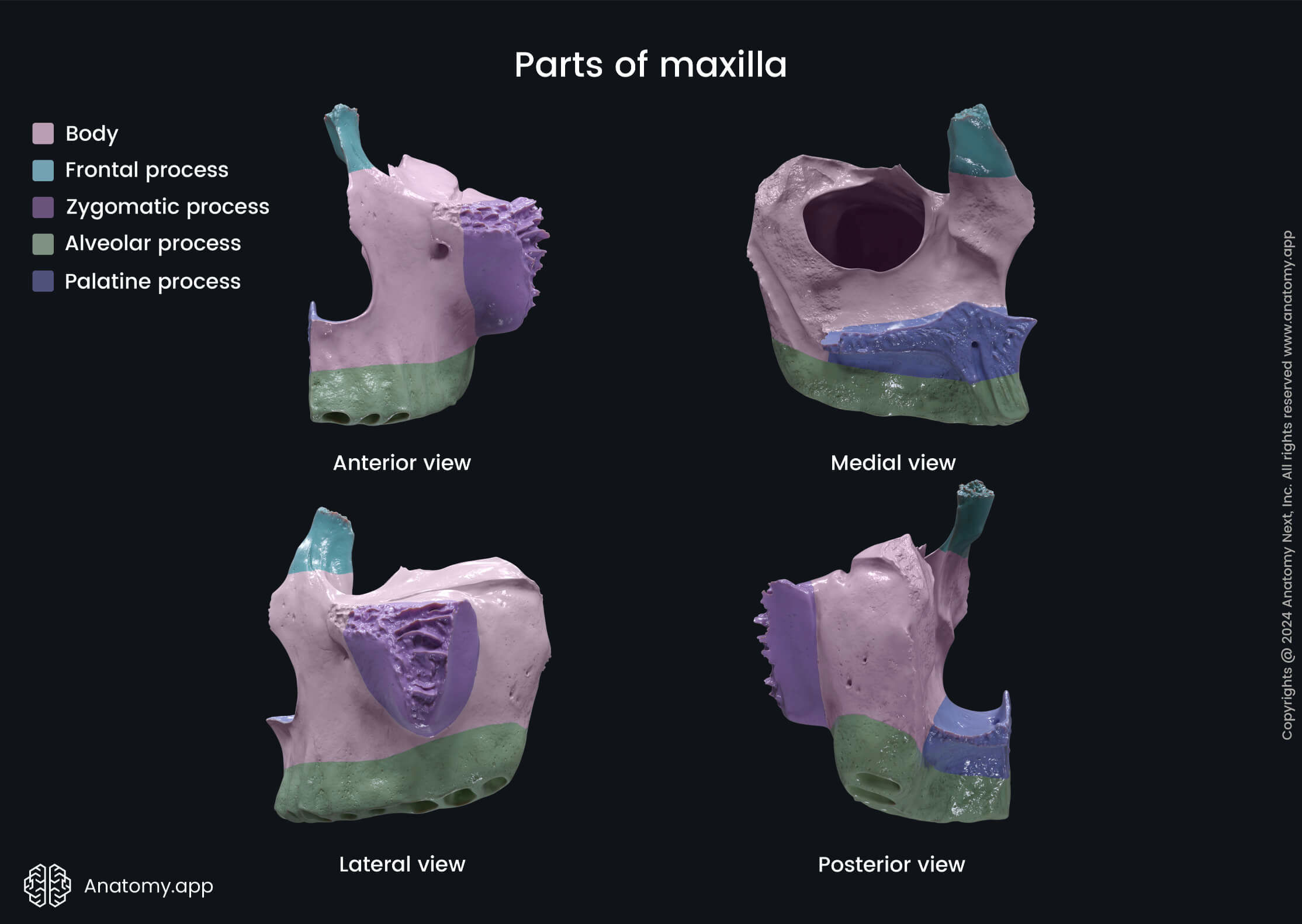 Maxilla Difference Between Recessed And Flat Explained With 3D Maxilla Difference Between Recessed And Flat Explained With 3D